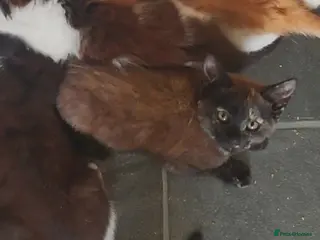 Mixed Breed cats 6 kittens, 4 boys /, 2 girls, playful, healthy - Advert 15