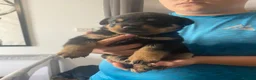 Rottweiler dogs for sale: Pure breed rottweilers  - Advert 11