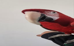 Budgerigars birds for sale: Tame green wing macaw  - Image 4