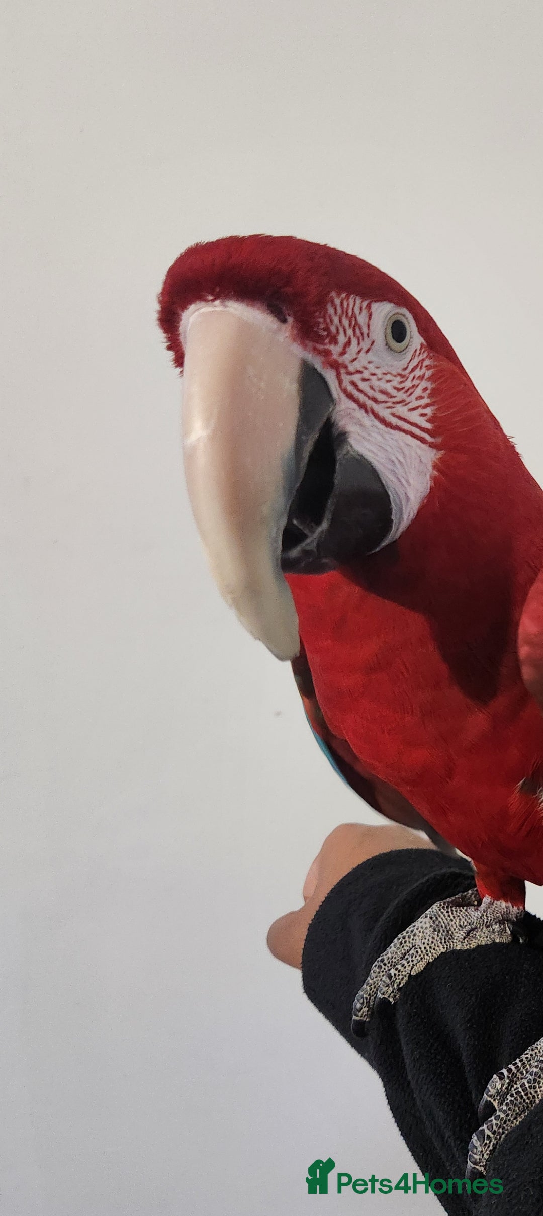 Budgerigars birds for sale: Tame green wing macaw  - Image 4