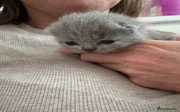 British Shorthair cats for sale: British Short Hair Kittens  - Image 7
