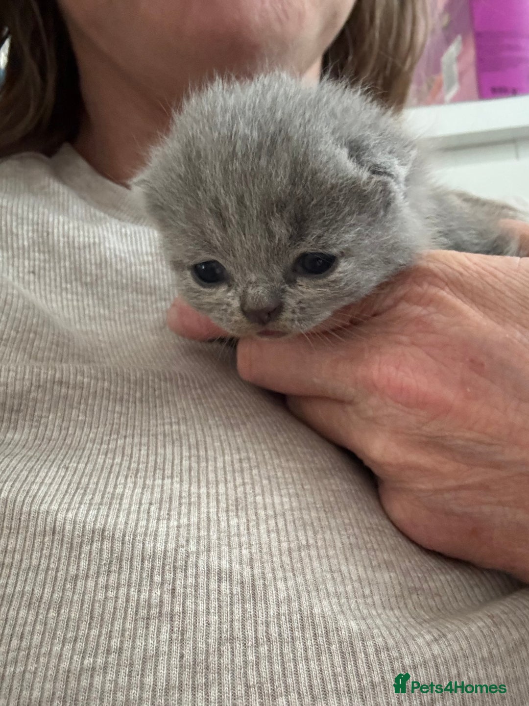 British Shorthair cats for sale: British Short Hair Kittens  - Image 7