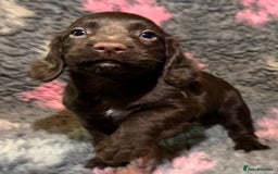 Cocker Spaniel dogs for sale: Beautiful Working Cocker Spaniel puppies - Image 8