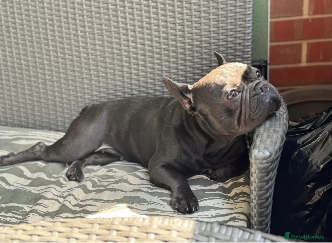 French Bulldog dogs for sale: Brooklyn Looking for a Loving Forever Home - Advert 2