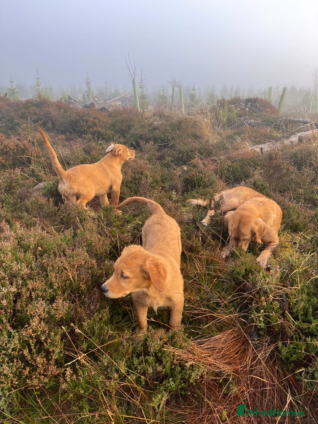 Golden Retriever dogs for sale: Guardian home opportunities - Advert 3