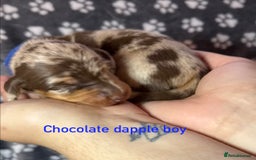 Miniature Dachshund dogs for sale: 7 beautiful miniature dachshund puppies for sale - Image 12
