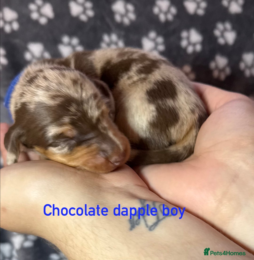 Miniature Dachshund dogs for sale: 7 beautiful miniature dachshund puppies for sale - Image 12