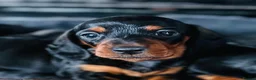 Miniature Dachshund dogs for sale: Absolutely stunning miniature Dacshund pups - Advert 1