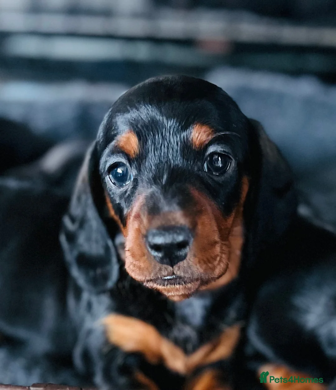 Miniature Dachshund dogs for sale: Absolutely stunning miniature Dacshund pups - Advert 1