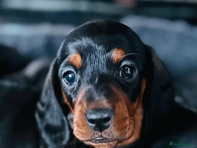 Miniature Dachshund dogs for sale: Absolutely stunning miniature Dacshund pups - Advert 1