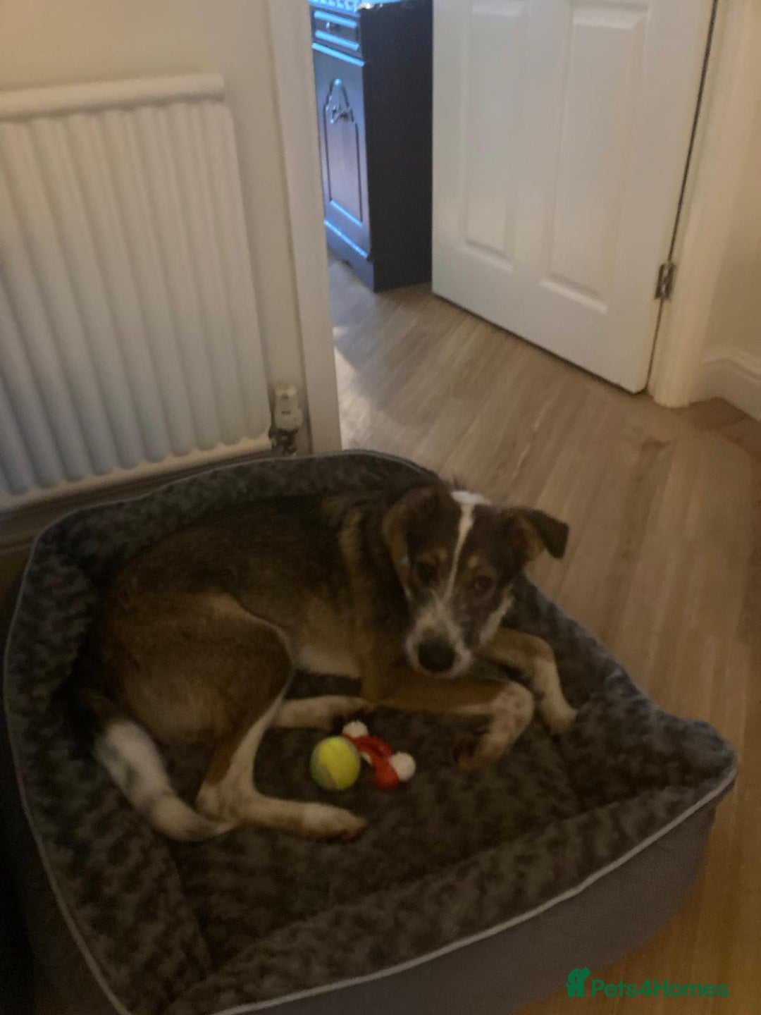 Mixed Breed dogs for adoption: 🐾💛 DIGBY – The Affectionate Big Softie! 💛🐾 - Advert 19