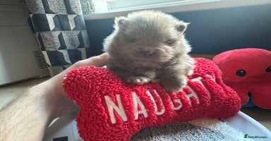 Pomeranian dogs - Advert 4