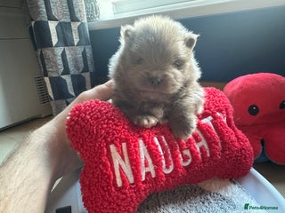 Pomeranian dogs - Advert 3