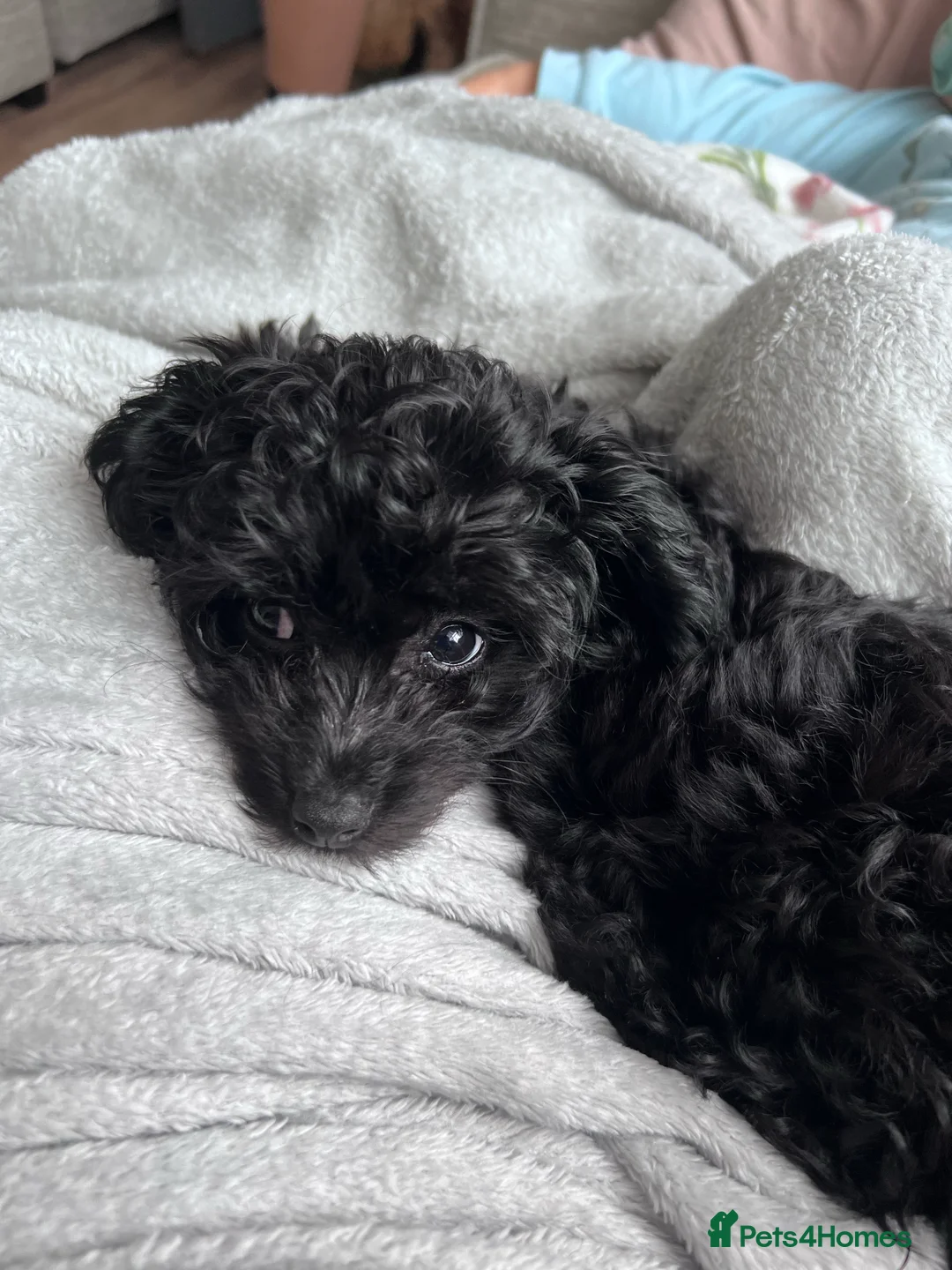 Toy Poodle dogs for stud: Proven Red Toy Poodle for STUD KC Registered in Dudley - Advert 9