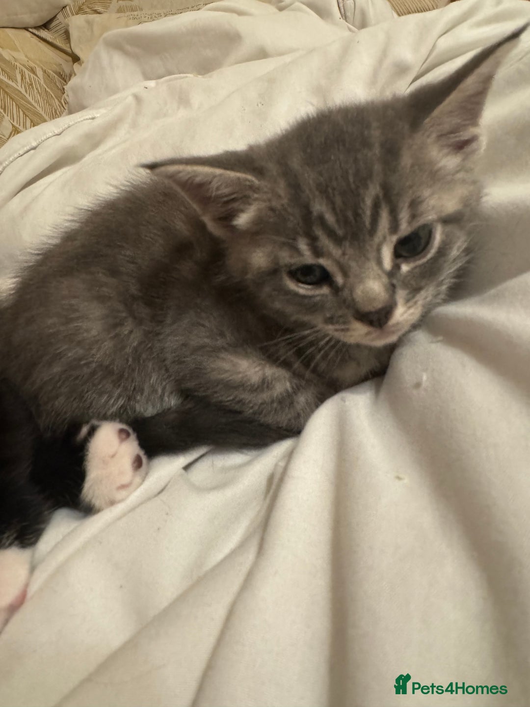British Shorthair cats for sale: Adorable British Shorthair mixed Russian Blue - Image 10