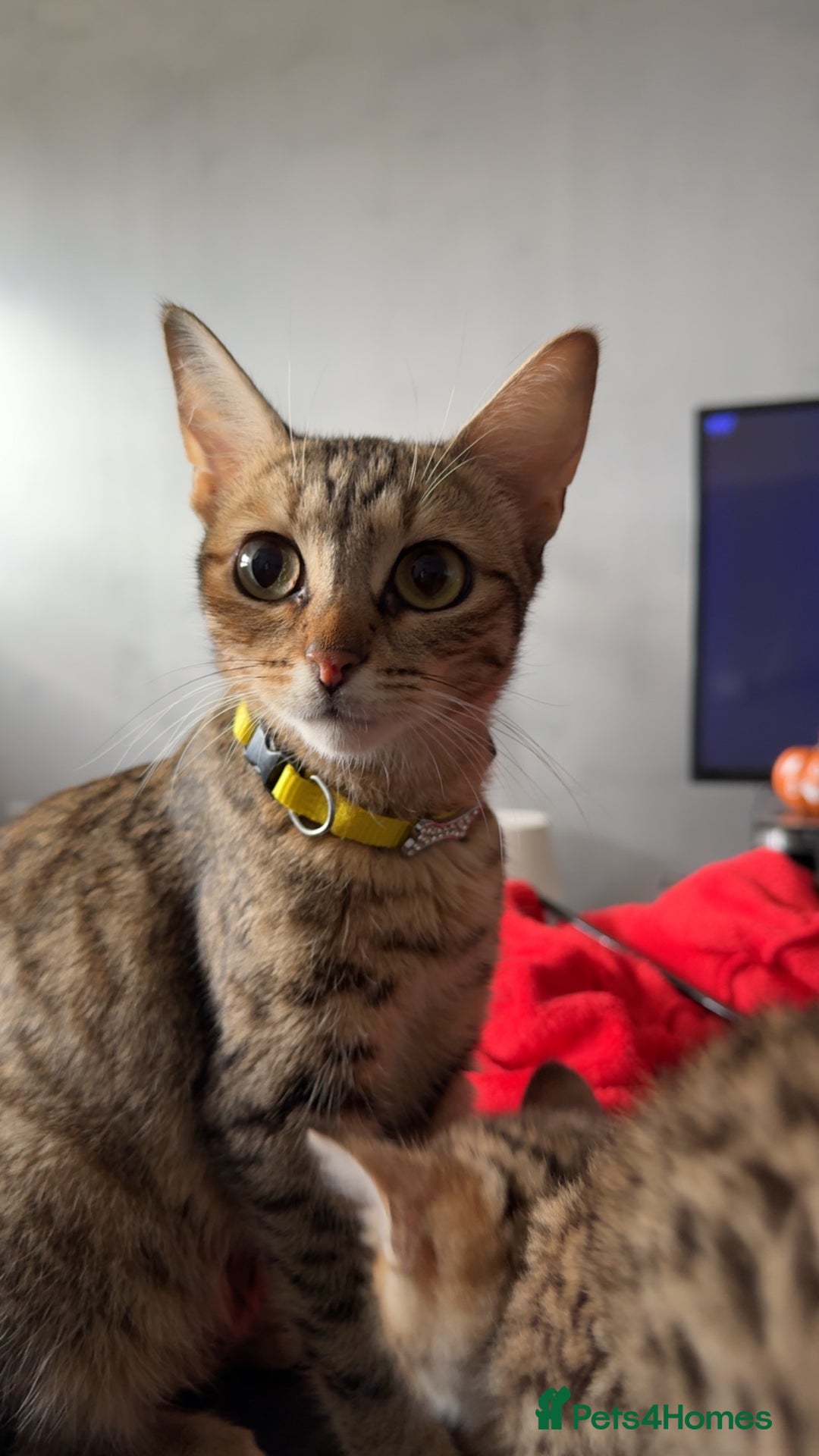 Bengal cats for sale: Two Beautiful Bengals Mum and Daughter - Image 2