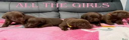 Labrador Retriever dogs for sale: STUNNING CHOCOLATE LABRADOR PUPPIES!!!! - Advert 3