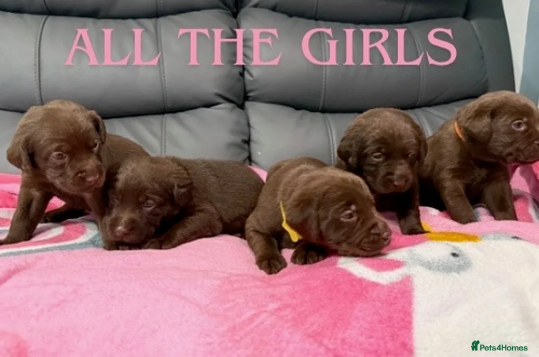 Labrador Retriever dogs for sale: STUNNING CHOCOLATE LABRADOR PUPPIES!!!! - Advert 3