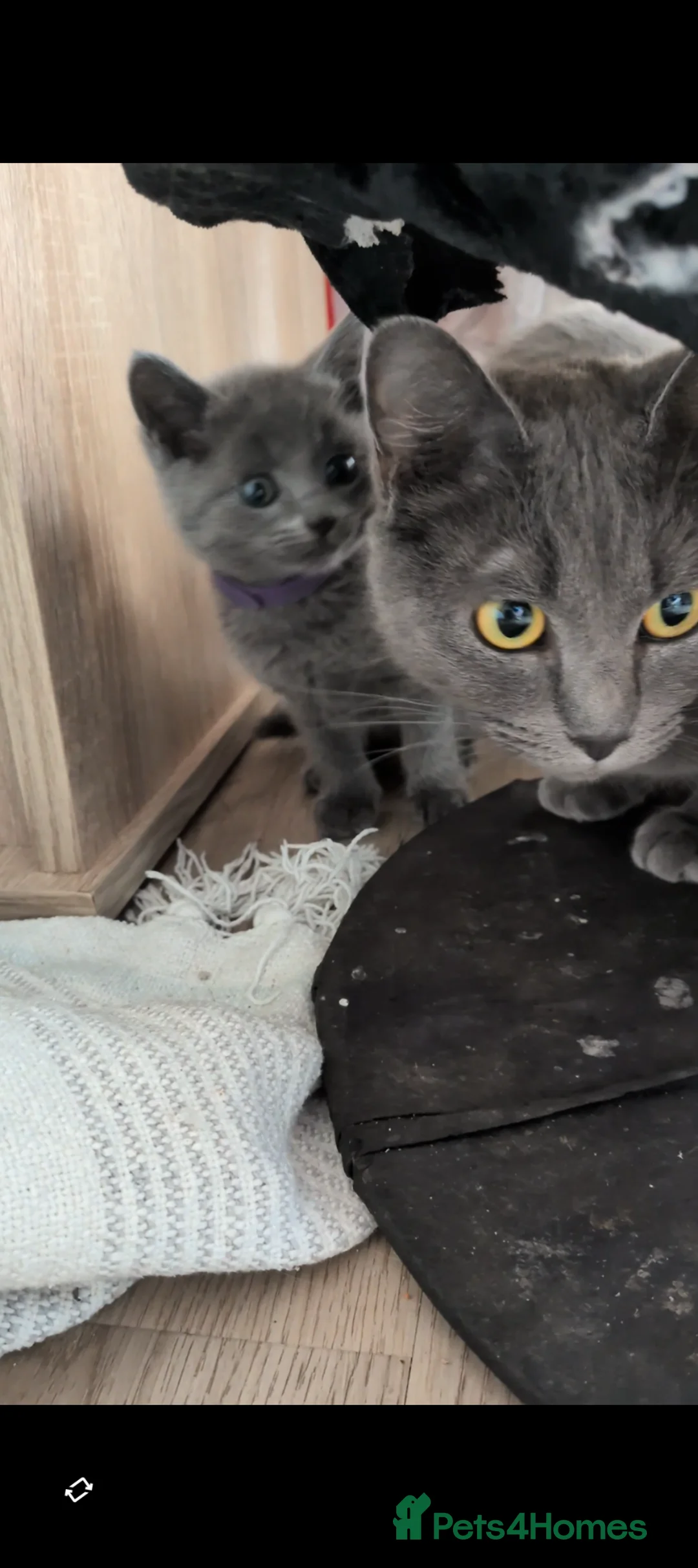Russian Blue cats for sale: Beautiful russian blue kittens 4 girls  - Advert 4