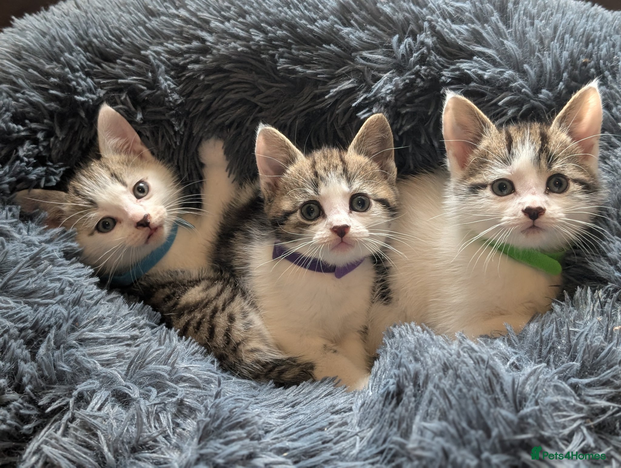 Domestic Shorthair cats Tabby/grey and white kittens! - Advert 5
