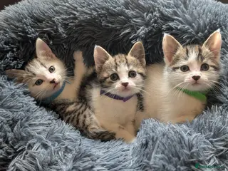 Domestic Shorthair cats Tabby/grey and white kittens! - Advert 8