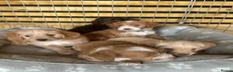 Jackapoo dogs for sale: 🐾 6 Beautiful Jackapoo Puppies 🐾  - Advert 12