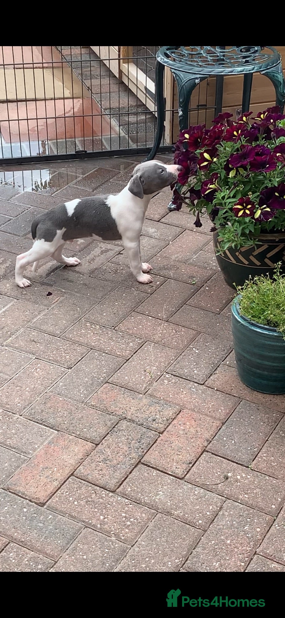 Whippet dogs Blue Kennel Club Registered Whippet pups - Advert 2
