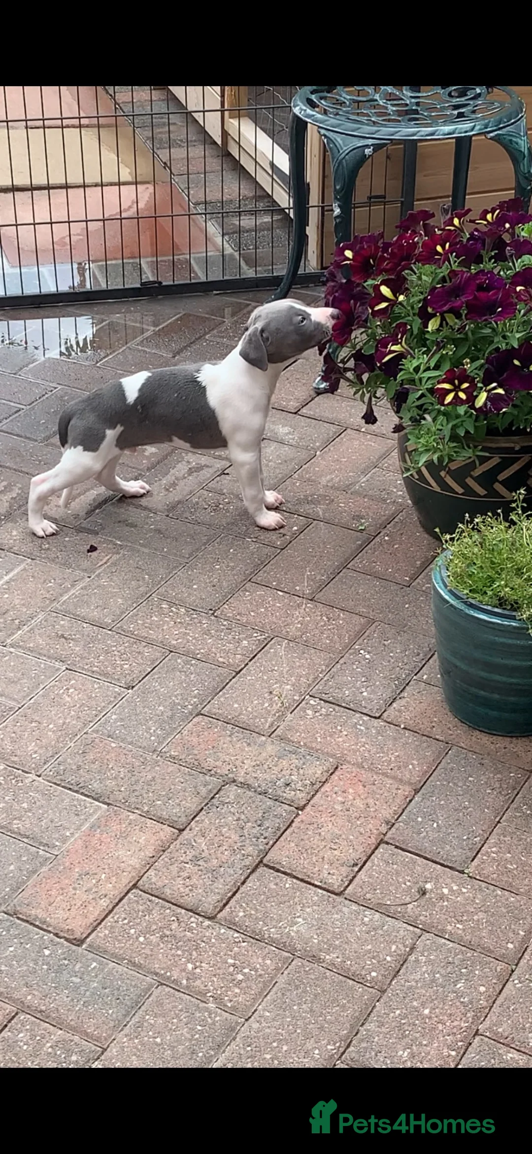 Whippet dogs for sale: Blue Kennel Club Registered Whippet pups - Advert 2