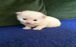 Mixed Breed cats for sale: Beautiful little of kittens  - Image 2