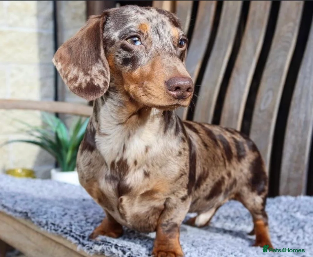 Miniature Dachshund dogs for sale: Beautiful cuddly miniature dachshund puppies  in Blackburn - Advert 12