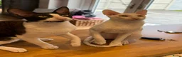 Cornish Rex cats for sale: 2 beautiful Cornish Rex boys - Advert 14