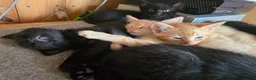Ragdoll cats for sale: Six half ragdoll kittens, four black, two ginger - Advert 7