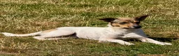 Mixed Breed dogs for adoption: Penny – Female Jack Russell Terrier type - Advert 3