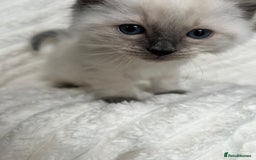 Ragdoll cats for sale: Ragdoll Bluepoint kittens - Image 1