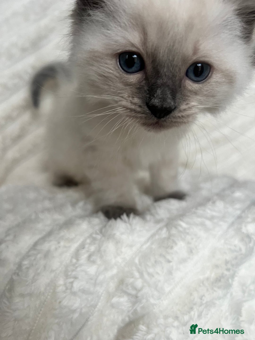 Ragdoll cats for sale: Ragdoll Bluepoint kittens - Image 1