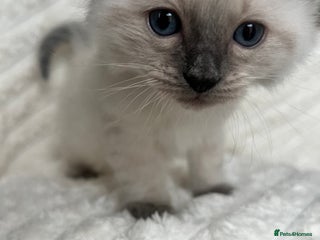 Ragdoll cats - Advert 1