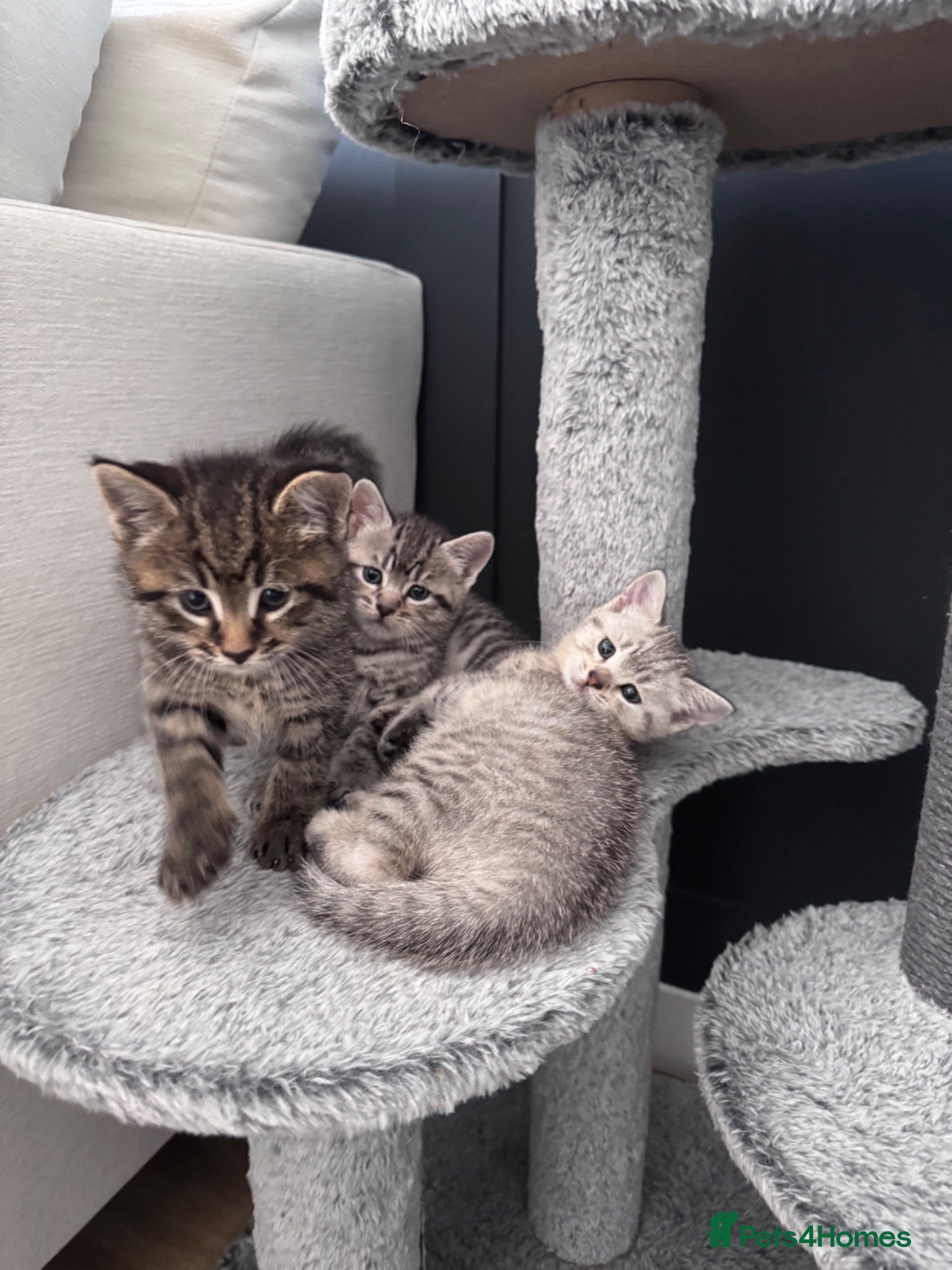 British Shorthair cats Beautiful litter of British shorthair cross  - Advert 17