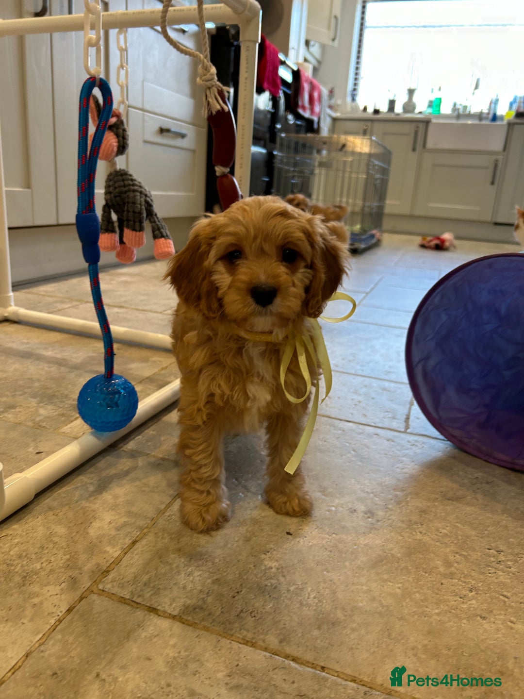 Cavapoo dogs for sale: Cavapoo F1 Ready Now - Advert 8