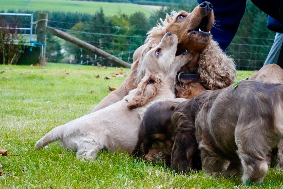 Cocker Spaniel dogs for sale: Show Cocker Spaniel puppies - Image 12