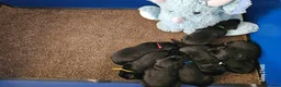 Labrador Retriever dogs for sale: KC REG STUNNING BLACK LITTER HEALTH TESTED PARENTS - Advert 6