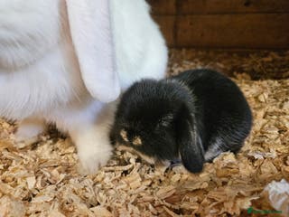Dwarf Lop rabbits Small Dwarf lop DOE. VACCINATED - Advert 9
