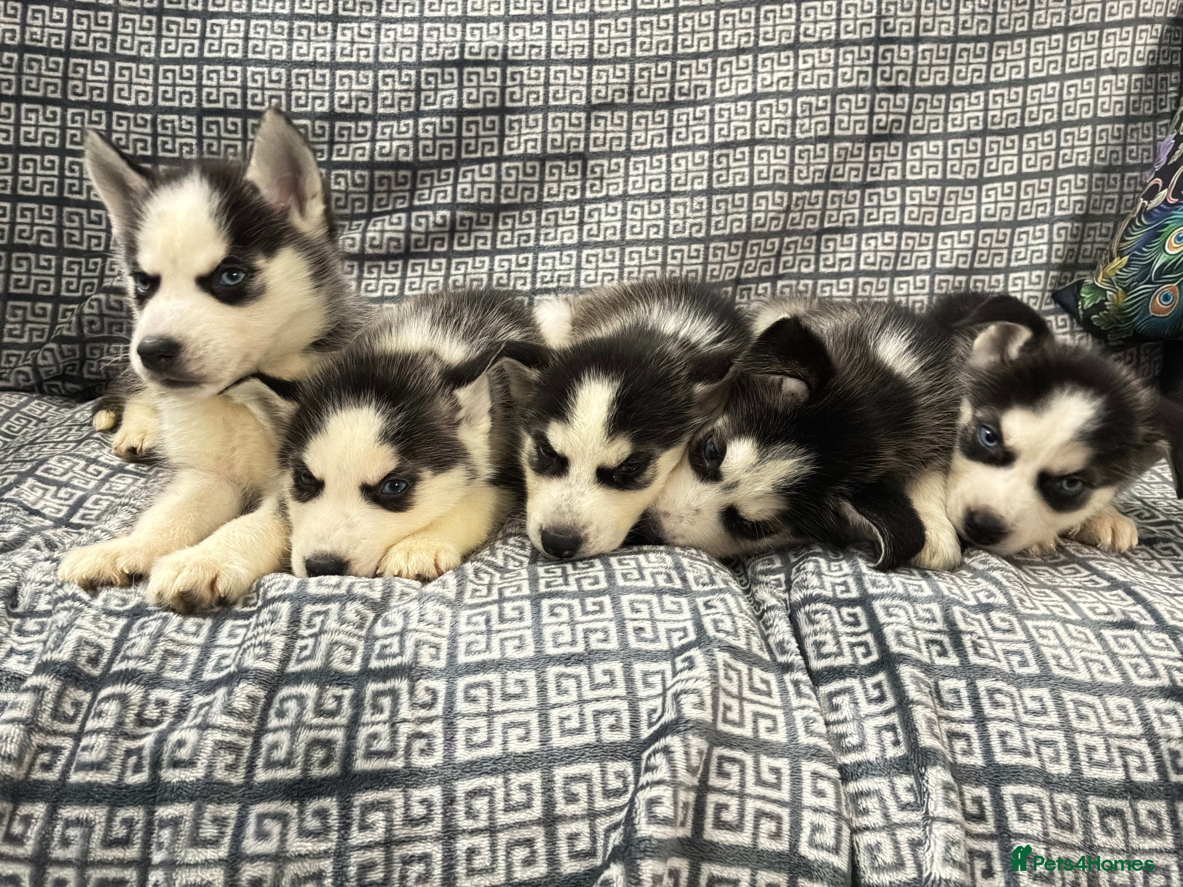 Siberian Husky dogs Pure Siberian claver huskies ready to go now 🐻‍❄️ - Advert 2