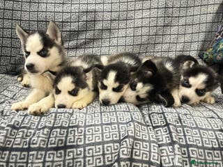 Siberian Husky dogs Pure Siberian claver huskies ready to go now 🐻❄️ - Advert 4