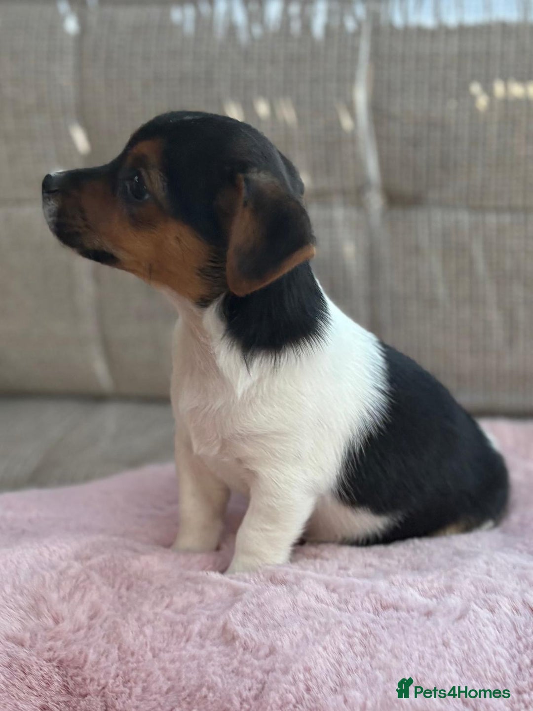 Jack Russell dogs for sale: Traditional Miniature Jack Russell Puppies! - Advert 16