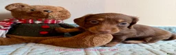 Miniature Dachshund dogs for sale: Four Beautiful Miniature Dachshund Puppies - Advert 12