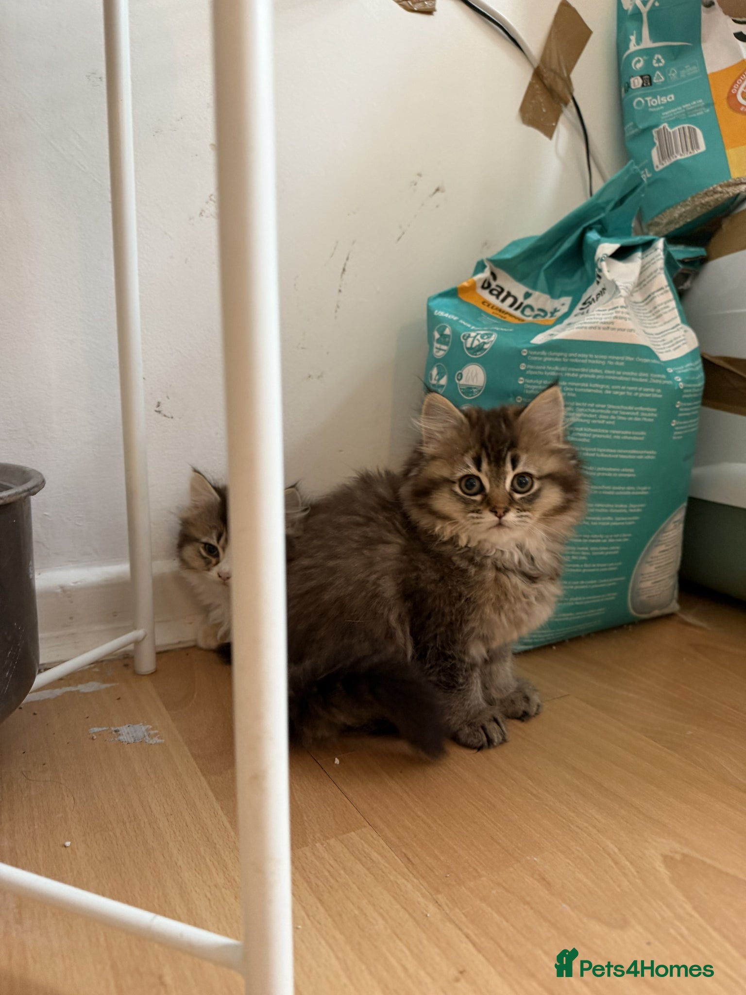 British Longhair cats for sale: adorable British longhair & shorthair Ready now - Advert 5