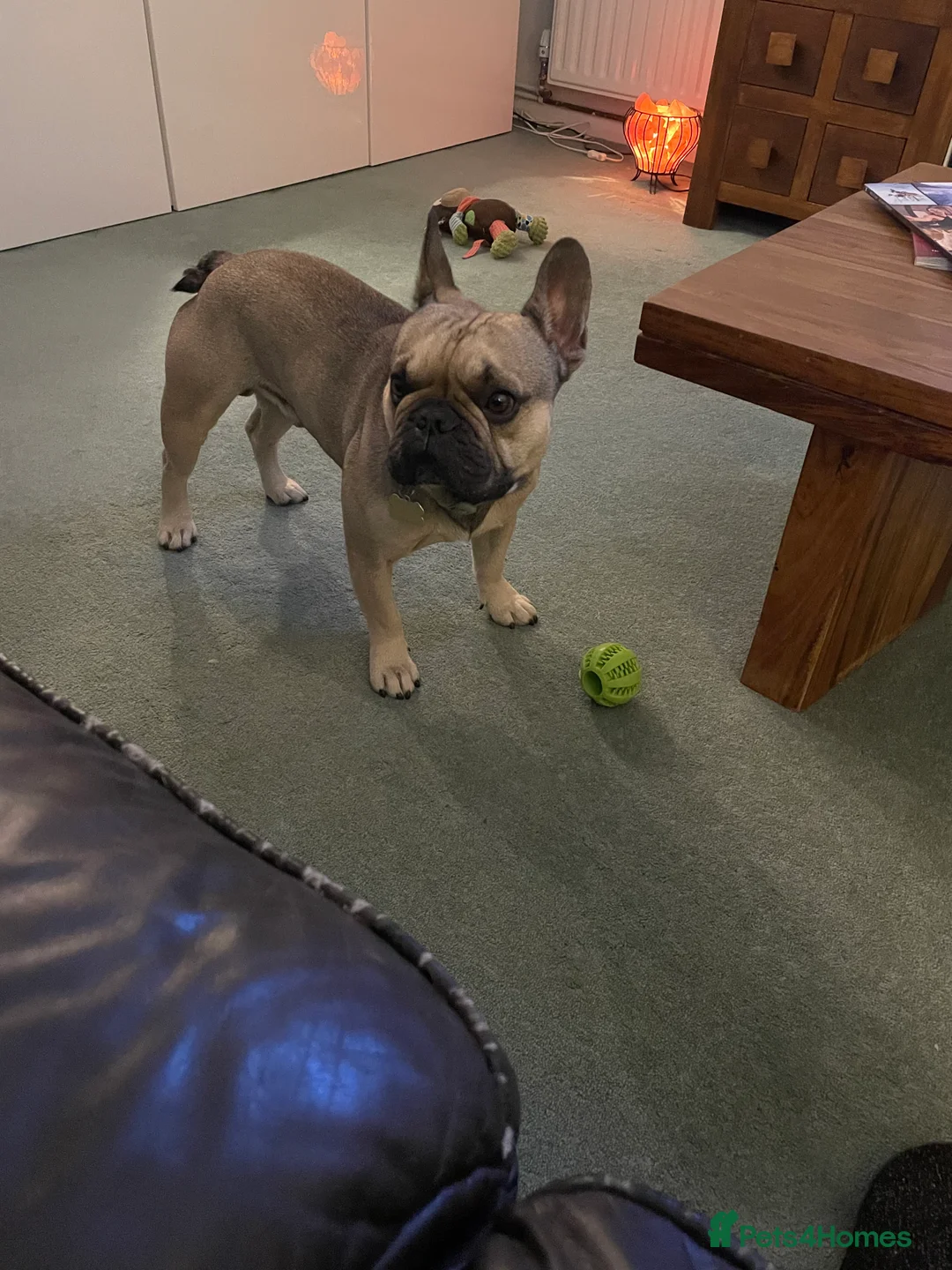 French Bulldog dogs for stud: Enzo is looking for a girlfriend - stud  - Advert 4