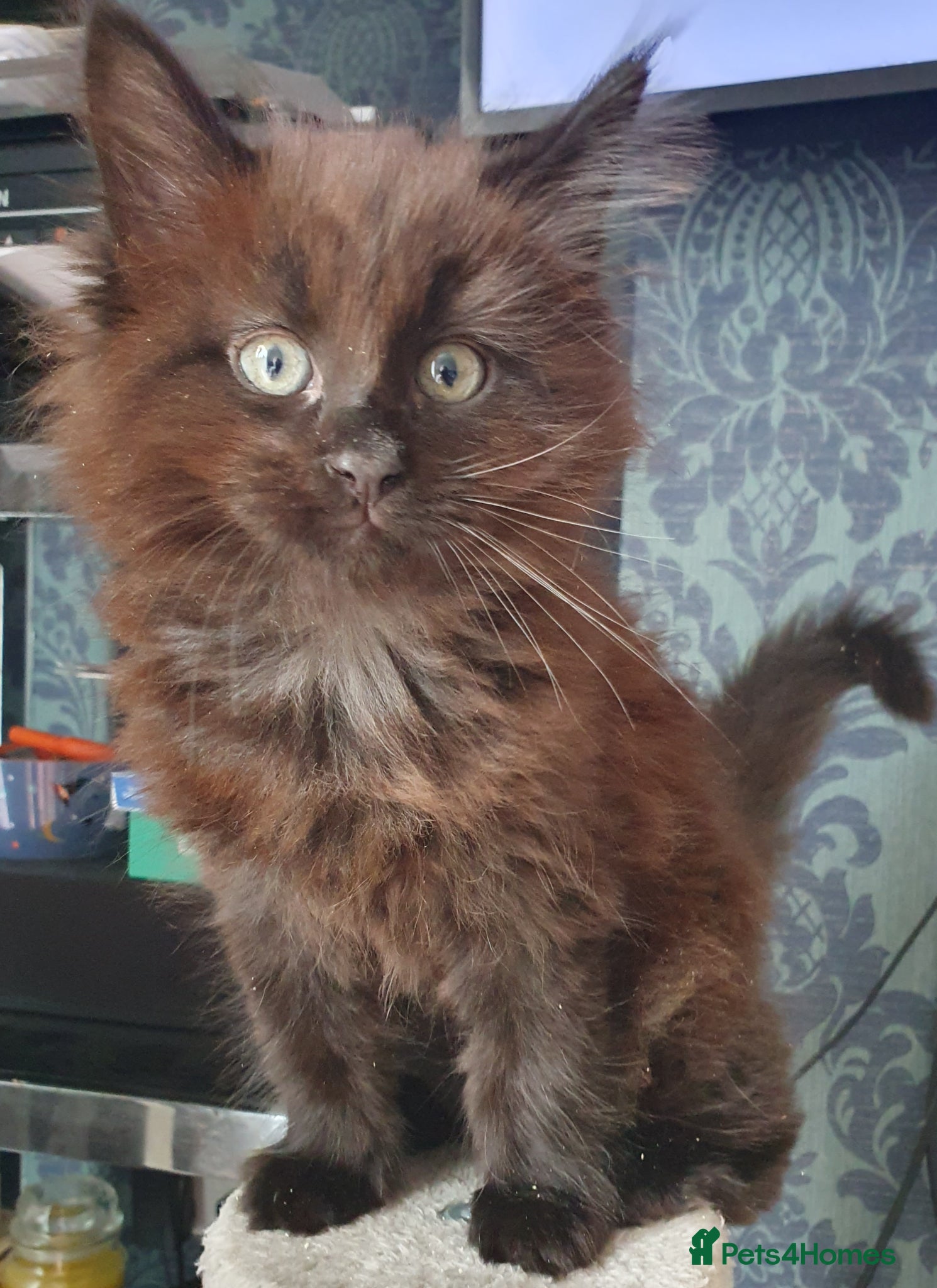 Maine Coon cats STUNNING FULL XL MAIN COONS  - Advert 6