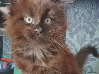 Maine Coon cats STUNNING FULL XL MAIN COONS - Advert 6