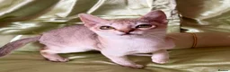 Singapura cats for sale: Rare Breed Singapura Kitten - Advert 12